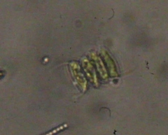 Scenedesmaceae