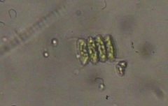 Scenedesmaceae