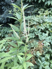 Veronicastrum