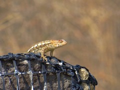 Sceloporus horridus