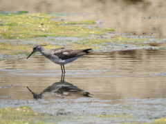 Tringa flavipes