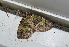 Hydriomena renunciata