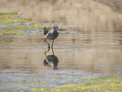 Tringa flavipes