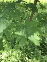 Acer platanoides