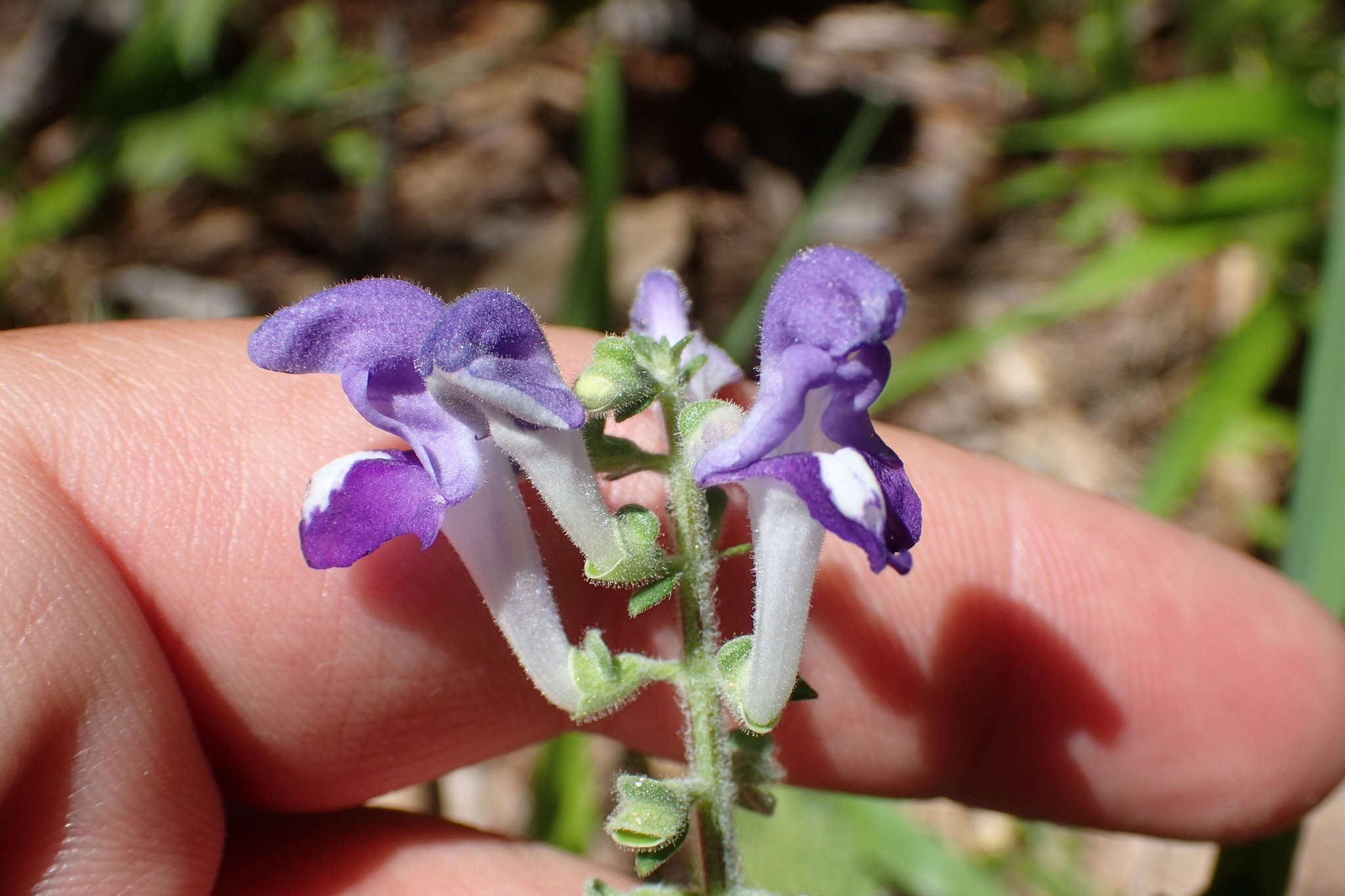 Scutellaria alabamensis