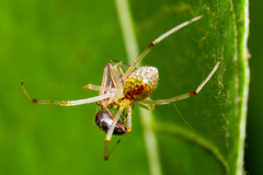 Thwaitesia margaritifera