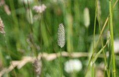 Phleum bertolonii