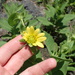 Silphium glutinosum - Photo (c) Andy Newman,  זכויות יוצרים חלקיות (CC BY-NC), uploaded by Andy Newman
