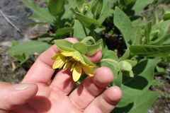 Silphium glutinosum