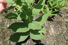 Silphium glutinosum
