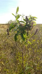 Buddleja stachyoides