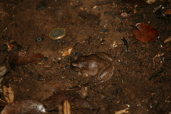 Eupsophus vertebralis