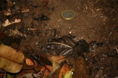 Eupsophus vertebralis