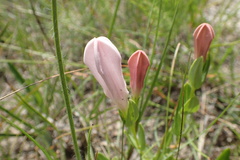 Spigelia alabamensis