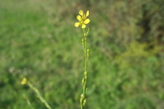Rapistrum perenne