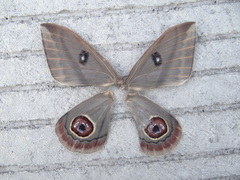Leucanella leucane
