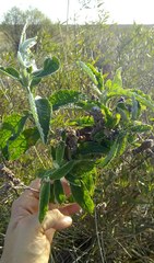 Buddleja stachyoides