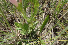 Spigelia alabamensis