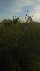 Buddleja stachyoides