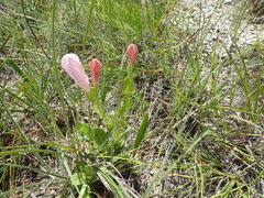 Spigelia alabamensis