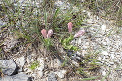 Spigelia alabamensis