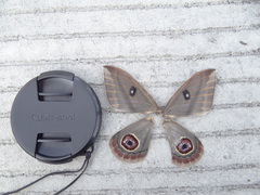 Leucanella leucane