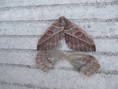 Leucanella leucane