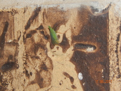 Rhynchomitra