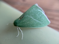 Chlorosea banksaria