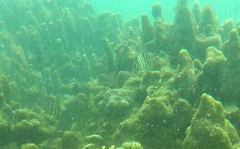 Chaetodon octofasciatus