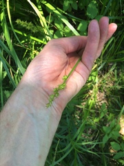 Carex stipata