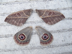 Leucanella leucane