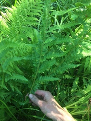 Dryopteris clintoniana