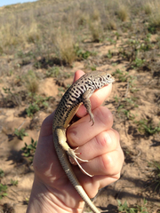 Aspidoscelis marmoratus