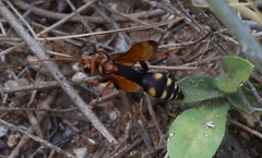 Cryptocheilus octomaculatus