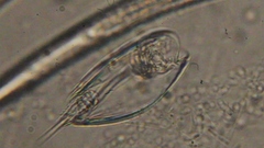 Colurella