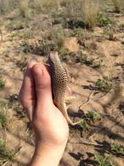 Aspidoscelis marmoratus