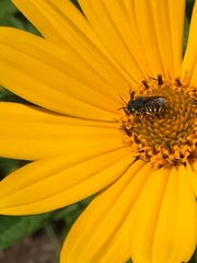 Pseudoanthidium nanum