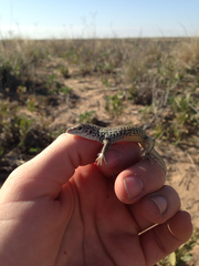 Aspidoscelis marmoratus