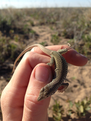 Aspidoscelis marmoratus