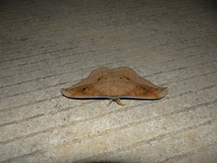 Copaxa multifenestrata