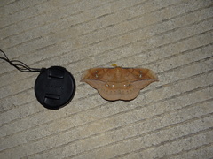 Copaxa multifenestrata