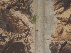 Rhynchomitra