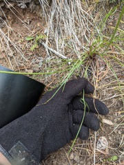 Crepis atribarba