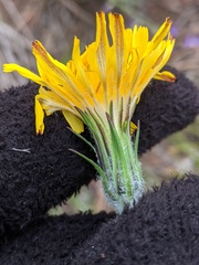 Crepis atribarba