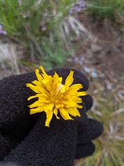 Crepis atribarba