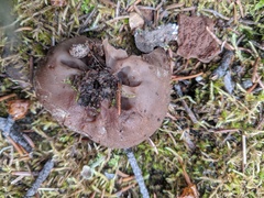 Gyromitra perlata