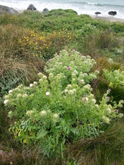 Cirsium andrewsii