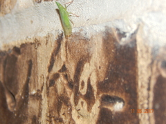 Rhynchomitra