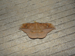 Copaxa multifenestrata